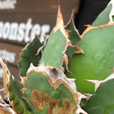 agave  titanota《小さめL size》※発根後店主国内管理2年株※締まり良きbest sizeなオススメ株※浅鉢植え