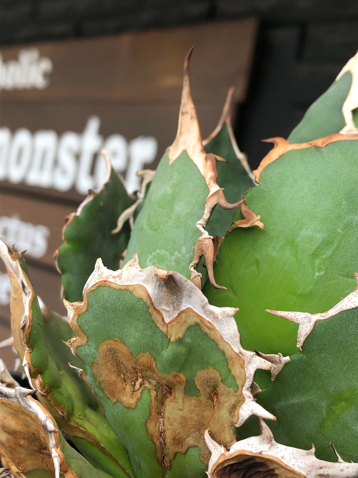 agave titanota《小さめL size》※発根後店主国内管理2年株 agave titanota《小さめL size》※発根後店主国内管理2年株