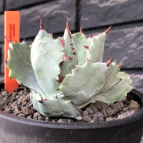agave  isthmensis《M size》※現地球発根後店主国内管理2年株※weight低く締まり纏まり良き良バランス※mad black pot植え