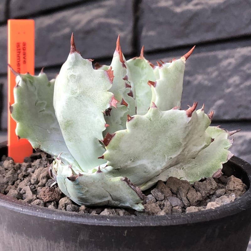 agave isthmensis《M size》※現地球発根後店主国内管理2年株
