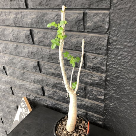 bursera  fagaroides《M size》※剪定後再芽吹き済株‼︎※大変上品な人気灌木ファガロイデス‼︎※mad black pot植え