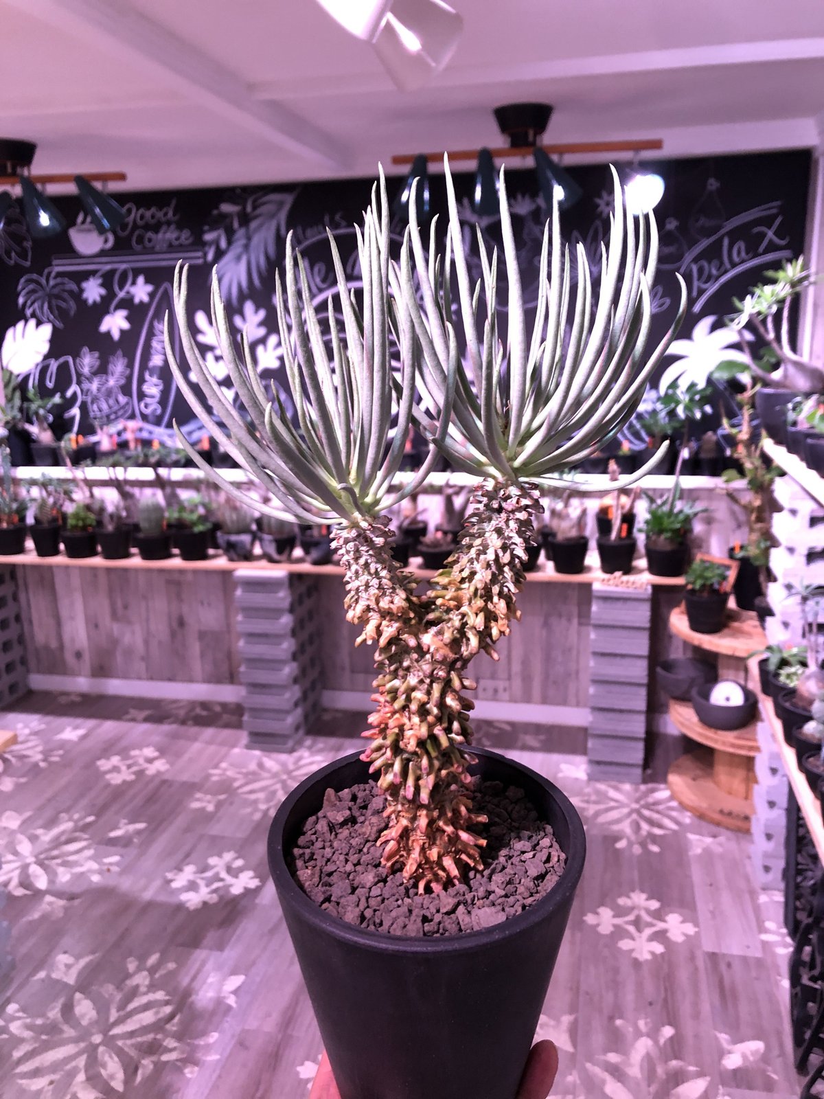 tylecodon wallichii 和名＝奇峰錦《大きめM size》※大変綺麗且つw