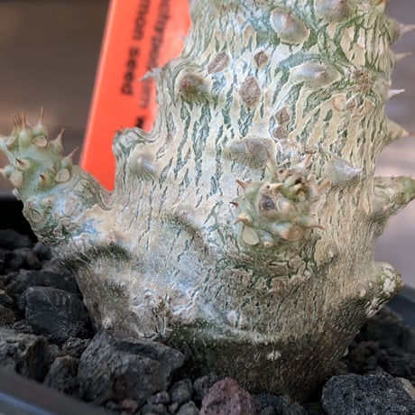 pachypodium windsorii《M size》※選抜littmon seed🌱※weight低き極ぼってり株元な良樹形※mad black pot植え