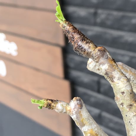 pachypodium gracilius《小さめL size》※現地球発根後店主国内管理2年株※愛くるしいぼってり良樹形な一株※mad black bowl pot植え