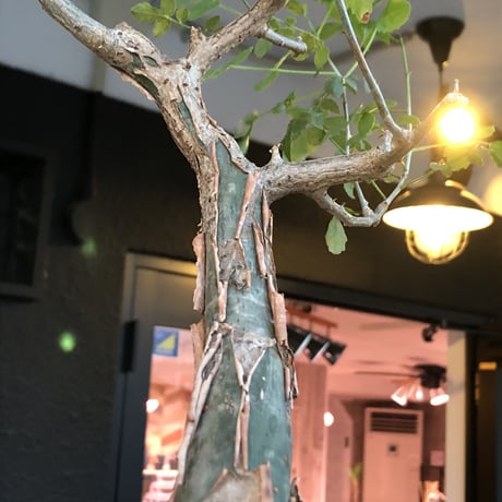 bursera  fagaroides