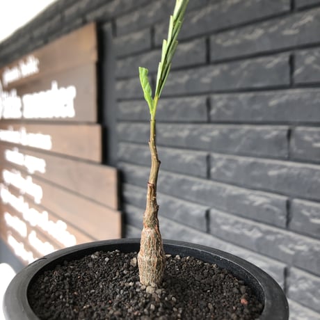 senna  meridionalis《 SS size》littmon seed🌱※小振りながら大切に育てた成長楽しみ可愛いセンナ（限定3株）※mad black pot植え