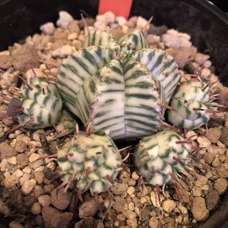 euphorbia   meloformis 錦《ゼブラ》激オススメ‼︎M size