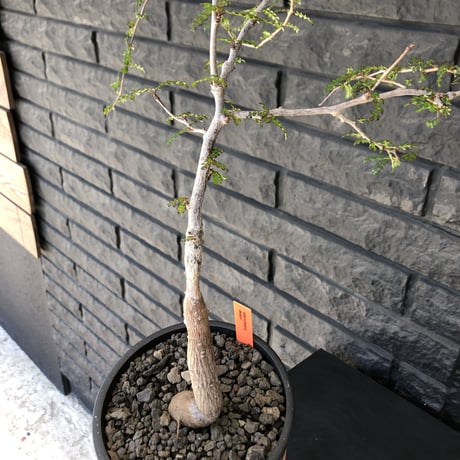 opercullicarya   decaryi  littmon  seed🌱  《7年株》※成長早く長きに渡り管理した幹幅も太く‼︎特化した繊細葉※mad  black  pot植え