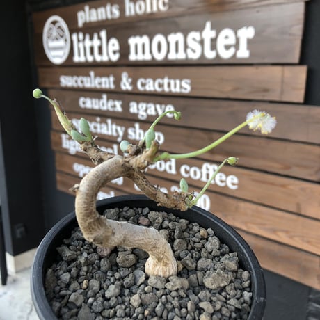 othonna clavifolia《M size》激希少※現地球発根済株※個体が激減し輸入厳しいぷっくり多肉質の葉を展開する冬型の人気者‼︎オススメ株※mad black pot植え