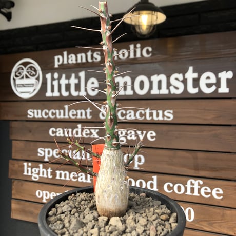 fouquieria  purpusii《L size》激希少大株‼︎※現地球発根済株※店主国内管理7年株※ビッグな壺型の最高品質‼︎昨今流通極少な渾身の一株‼︎※mad black pot植え