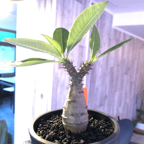 packypodium  windsori i× baronii  《S size》双方の良さが活きた将来有望美株‼︎  ※mad  black  pot植え