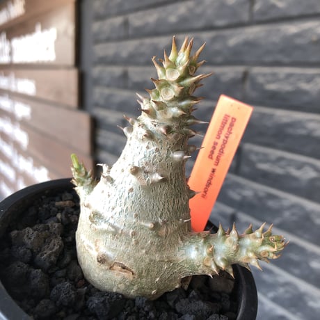 pachypodium windsorii《M size》※選抜littmon seed🌱※weight低き極ぼってり株元&枝振りも◎良樹形※mad black pot植え