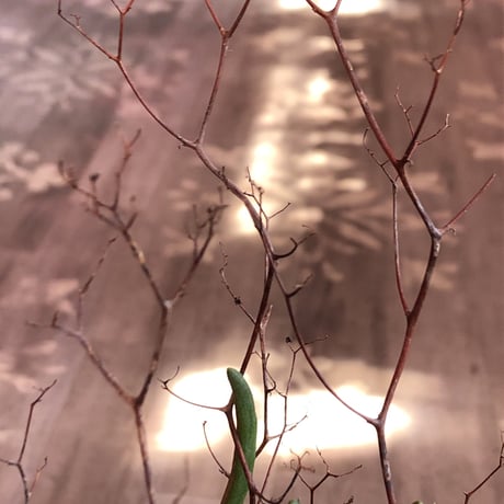 tylecodon  reticulatus《M size》※現地球発根済株※店主国内管理3年株※棘も多く残っており幹太めな昨今輸入厳しい希少種‼︎impact絶大‼︎※mad black pot植え