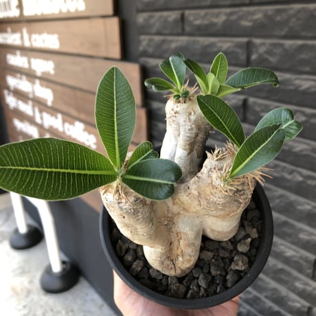 pachypodium  eburneum《M  size》※現地球発根後店主国内管理5年株※白肌岩肌質にエブレらしい樹形が堪らなく丁度良きサイズ感※mad black pot植え