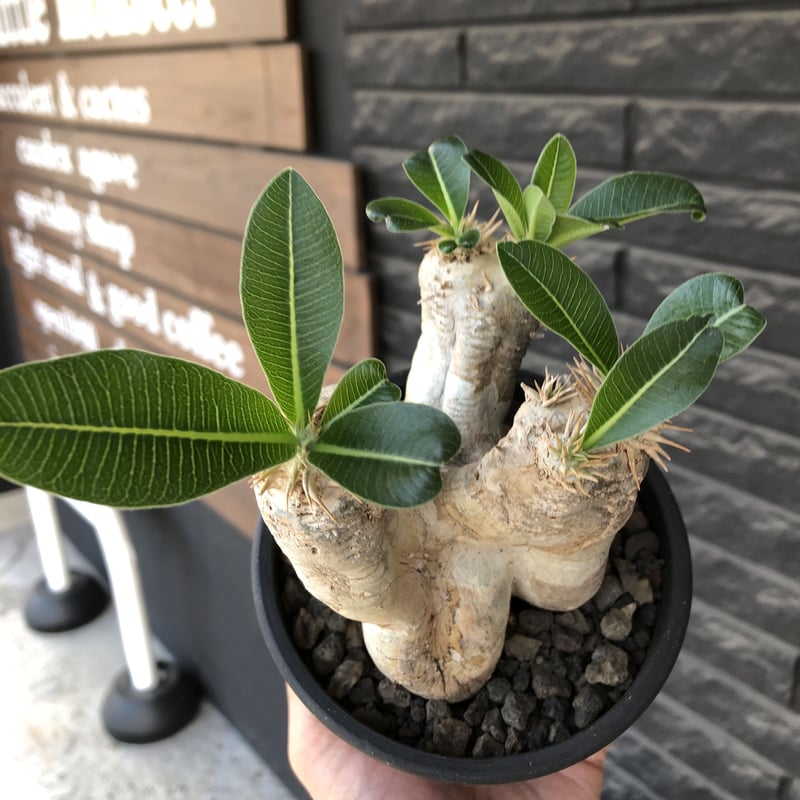 パキポディウム　エブレネウム　現地球 5/3.4.5.6に開催するスーパーSALEから販売するから販売する