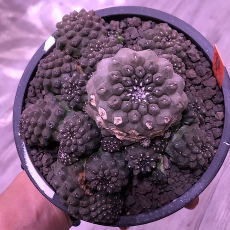 copiapoa   hypogaea《LL  size》※激希少群生株※現地球自根株※店主国内管理3年株※wildな一部木質化したヒポ群生株※mad black marble bowl pot植え