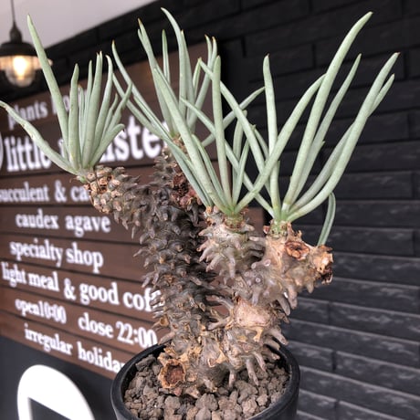 tylecodon  wallichii  和名＝奇峰錦《大きめM size》※現地球発根後店主管理5年株※美しく大きめで低重心良樹形な一株※ mad black pot植え