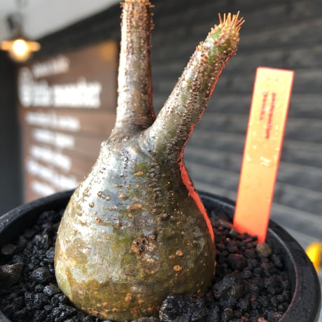 pachypodium gracilius《小さめS size》一部green肌株※現地球発根後店主国内管理2年株※小振りで丸々としたかわいいグラキ※mad black pot植え