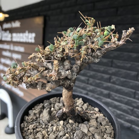 sarcocaulon  vanderietiae《M size》※現地球発根後店主国内管理3年株※希少春秋型種‼︎コンパクトで幹上がり仕立ての一株※mad black pot植え