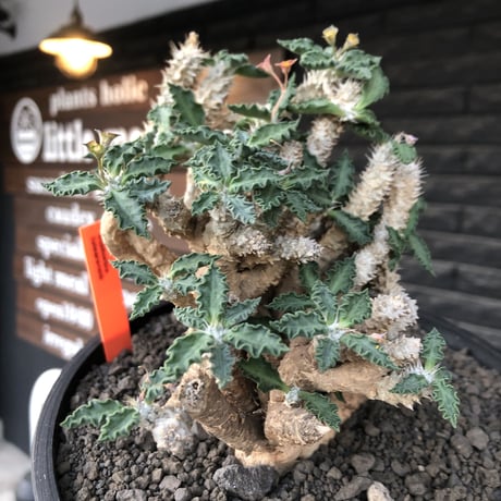 euphorbia tulearensis《 LL size》大株※現地球発根後店主国内管理4年株※驚愕‼︎希少性激高塊根ユーフォルビア‼︎big塊根&半端なき枝振り※shallow pot植え