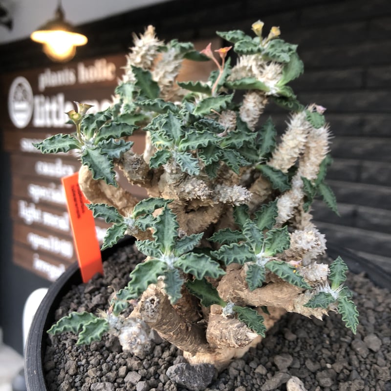 euphorbia tulearensis《 LL size》大株※現地球発根後店主国内