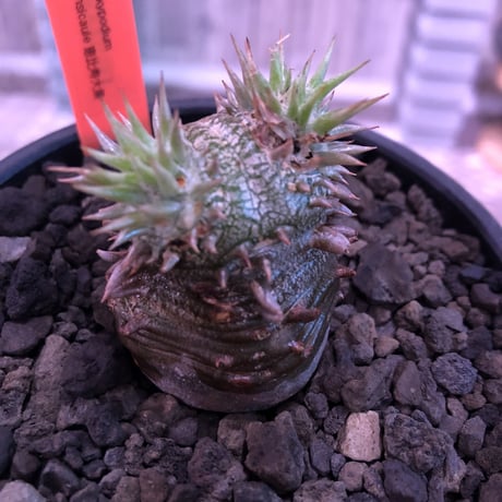 packypodium densicaule恵比寿大黒　black肌‼︎littmon  seed🌱《S size》※black肌が堪らない大黒‼︎※mad black bowl pot植え