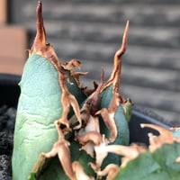 agave titanota  白鯨陽炎type《S size》※現地球株発根済 ④※唸り良き鋸歯に幅広肉厚タイプ※black pot植え