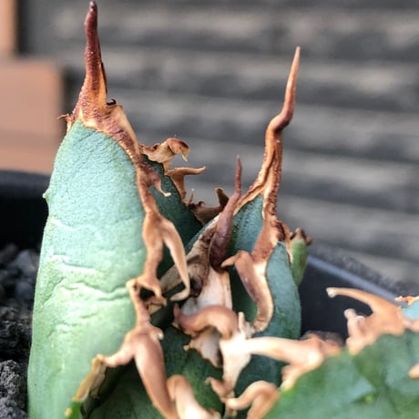 agave titanota  白鯨陽炎type《S size》※現地球株発根済 ④※唸り良き鋸歯に幅広肉厚タイプ※black pot植え