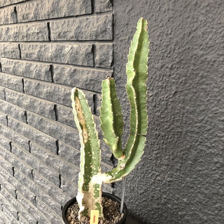 stapelia《M  size》