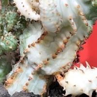 euphorbia mammillaris variegata 群生株《L size》※現地球株発根済※小型種ながらどっしり構えで主幹は太く‼︎更には斑入りのバランス良き一株‼︎※信楽陶器鉢植え