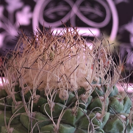strombocactus 菊水《大きめL size》※希少‼︎現地球発根済株※実生菊水でなく希少高さ現地球株の上、更に大きく成長するtypeのbig菊水‼︎※mad black bowl pot植え