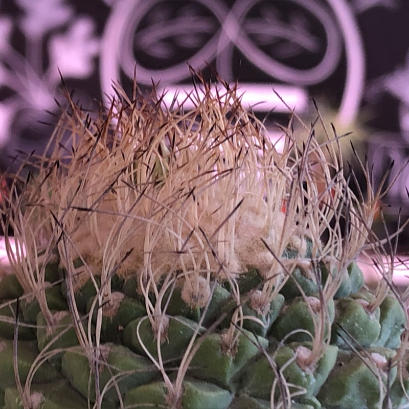 strombocactus 菊水《大きめL size》※希少‼︎現地球発根済株 strombocactus 菊水《大きめL size》※希少‼︎現地球発根済株
