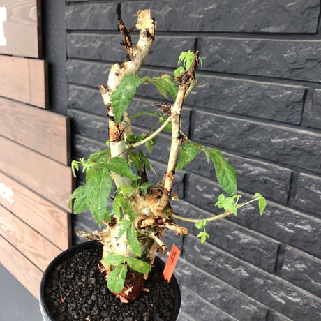 commiphora  africana《L size》※現地球株発根済※美しくbalance良き佇まい※tall pot植え