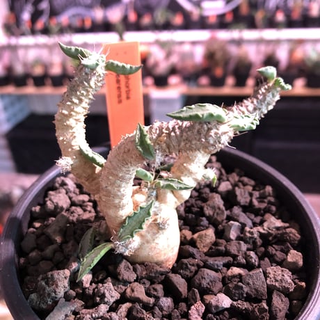 euphorbia tulearensis《M size》※枝も肉厚で太くかっこ良く塊根も丁度良きサイズ感のおすすめ株‼︎美しく希少性激高塊根ユーフォルビア※mad black pot植え