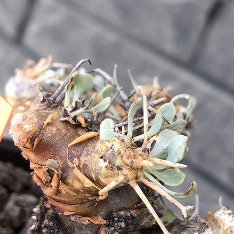 othonna  euphorbioides《M size》※現地球発根後店主国内管理3年株※compactに纏まり良き低重心weight低き選抜株‼︎※mad black pot植え