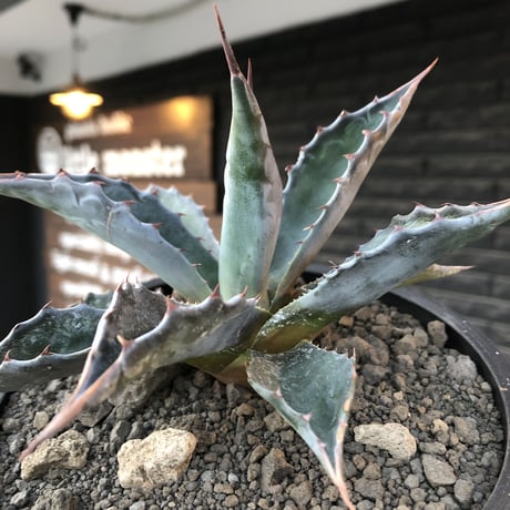 agave montana《M size》※現地球発根後店主国内管理2年株※葉色も深い青さのためblack感あるカッコいい一株※mad black bowl pot植え