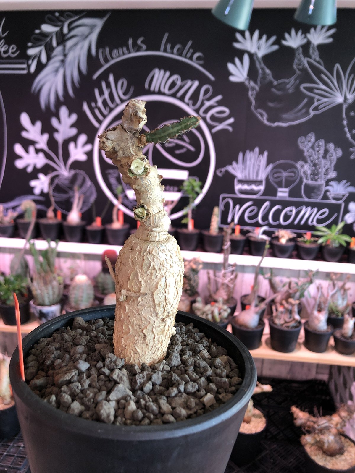 euphorbia buruana《M size》※塊根ユーフォルビアの中で最も希少