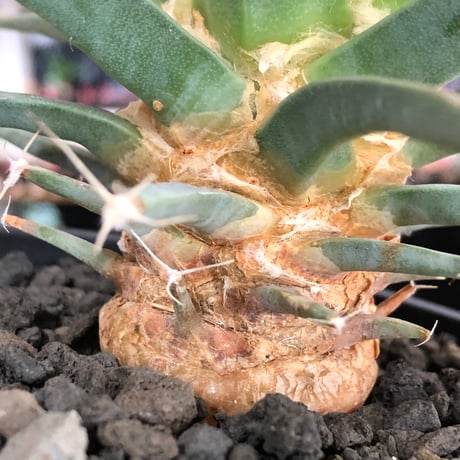leuchtenbergia principis 晃山《L size》※現地球大株カキ仔発根済※どっしり構えの極太株‼︎育ちと共により味深くなり強靭で育てやすい一属一種※black pot植え
