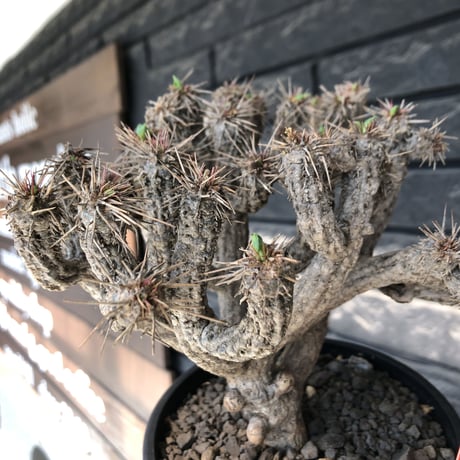 euphorbia  guillauminiana《大きめM size》※現地球発根後店主国内管理4年株※細めの枝ながら枝数多きcompactな躍動株‼︎※mad black pot植え