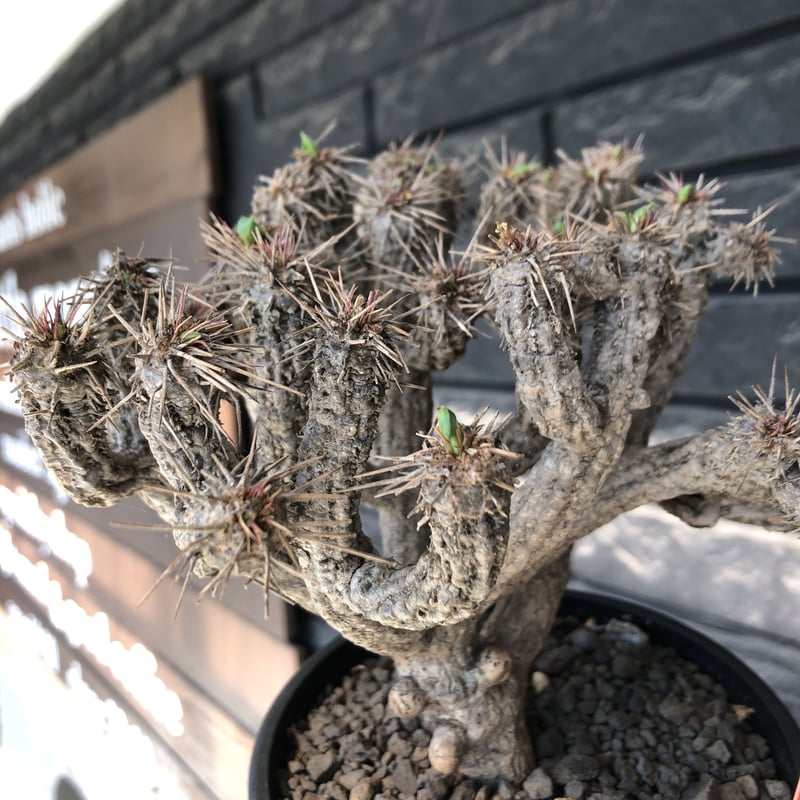 euphorbia guillauminiana《大きめM size》※現地球発根後店主国内 euphorbia guillauminiana《大きめM size》※現地球発根後店主国内