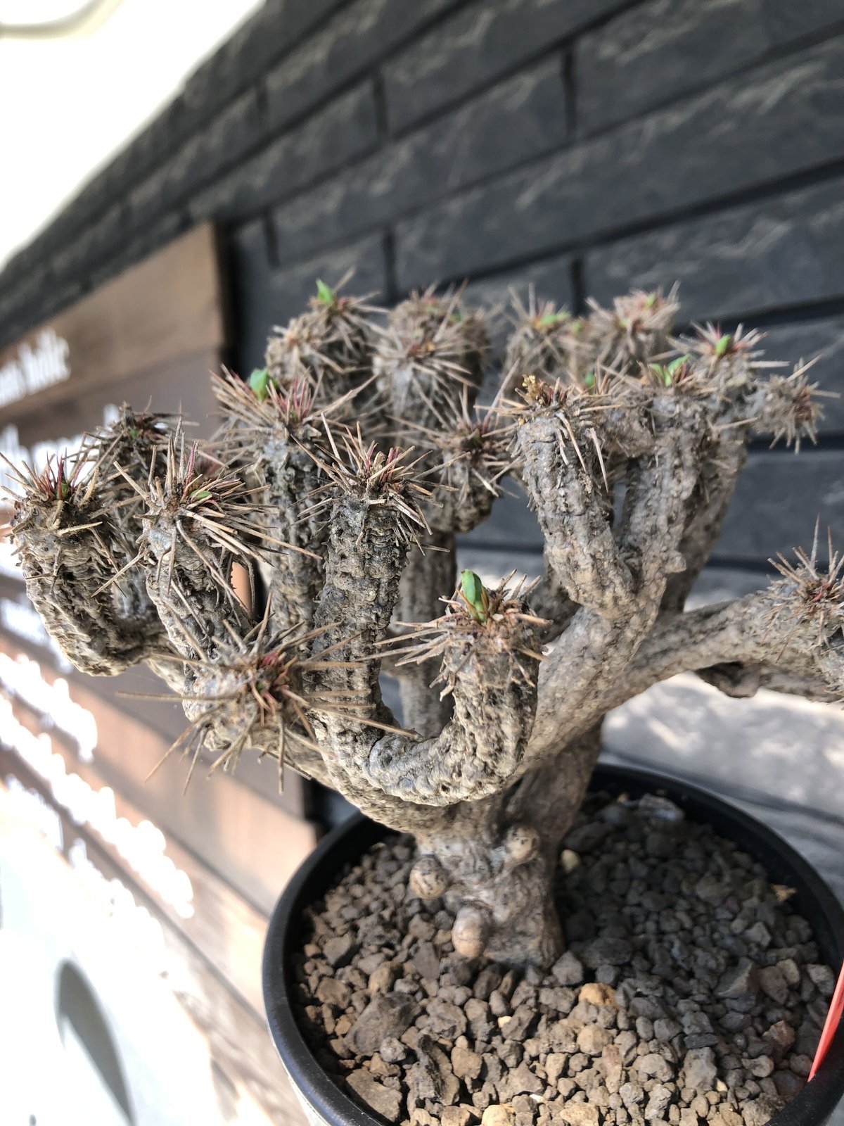 euphorbia guillauminiana《大きめM size》※現地球発根後店主国内 euphorbia guillauminiana《大きめM size》※現地球発根後店主国内
