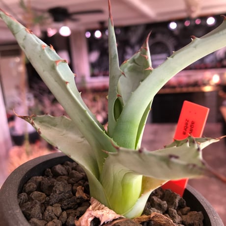 agave zebra《M size》※現地球株発根済※ゼブラ縞模様が美しい良きサイズ感な人気者※black pot植え