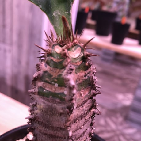 euphorbia    neohumbertii《噴炎竜》M size