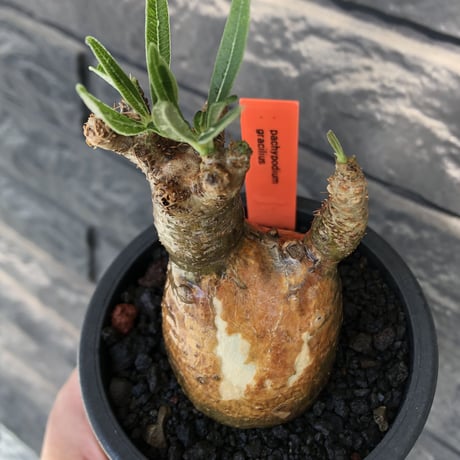 pachypodium gracilius《大きめS size》希少‼︎green肌＆現地焼け肌※現地球発根後店主国内管理2年株※かわいい樹形に荒々しい現地焼けも魅力※mad black pot植え