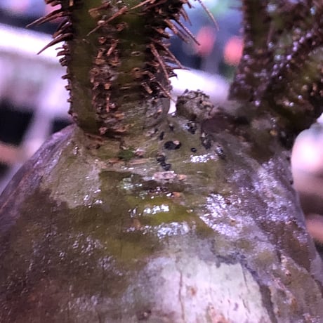 pachypodium  gracilius《大きめS size》希少二頭枝※現地球発根済株※丸すぎないこの若干の歪感が何とも愛くるしく堪らない‼︎カワイイ一株※mad black pot植え