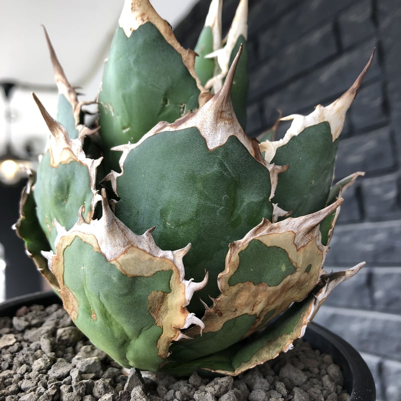 アガベ チタノタ 現地球 agave titanota《大きめM size》※現地球発根後店主国内管理1年株