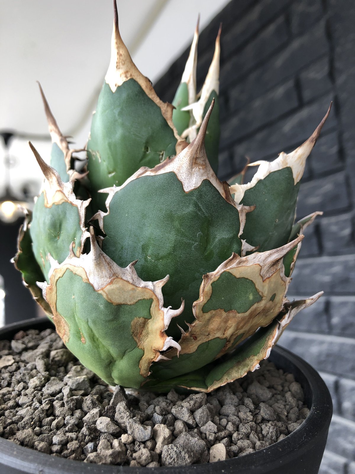 アガベ リップルエフェクト 発根管理中 【公式通販】