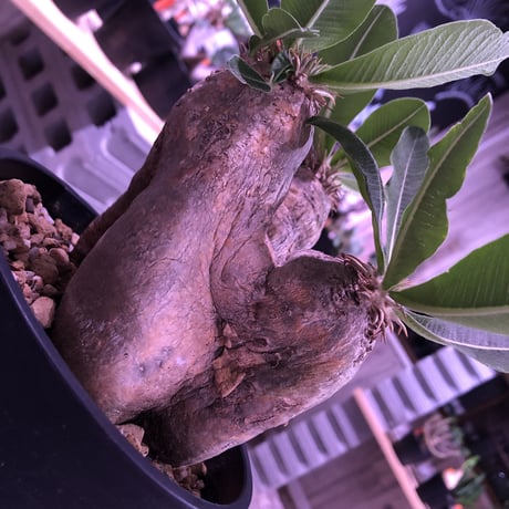packypodium    roslatum var. eburneum（M  size） ※現地球   発根済み株