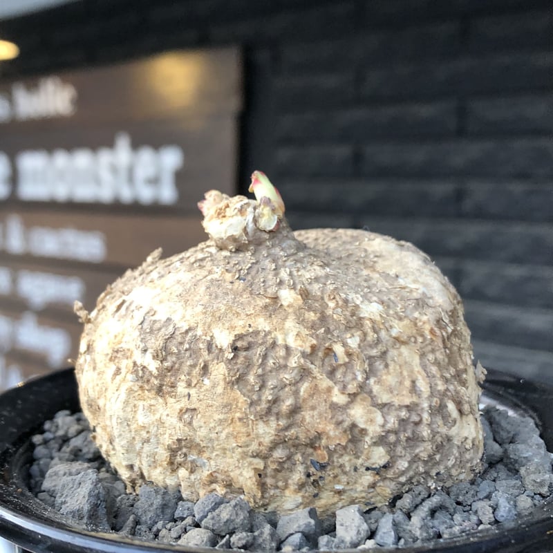 サマーセール！希少 特大 極太 発根済み アデニア アクレアータ 現地株 2 Yahoo!オークション -「アデニア アクレアータ」(観葉植物) の