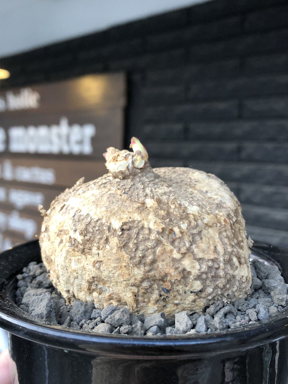 adenia ovata《L size》激希少種※現地球発根後店主国内管理7年株